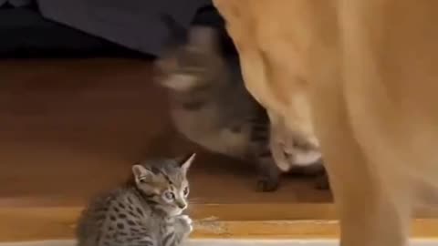 I'll protect you, little fren..🐕🐾🐈