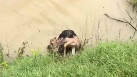 Dog saved a baby deer | Best video on internet today ❤️❤️