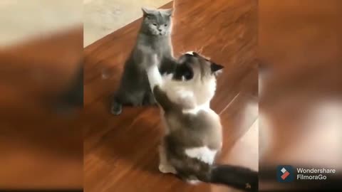 Very Cute Kittens, Cats/ Funny Cats
