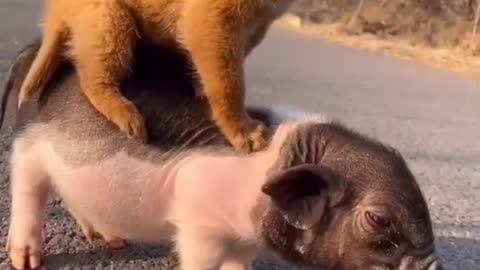 Funny Animal video