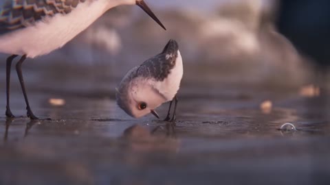 PIPER - Disney Pixar Short