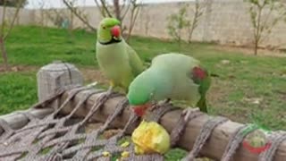 Talking Indian Ringneck Parrot Eating Guava