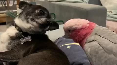 Parrot teasing a chihuahua