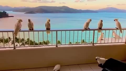 How many cockatoo can you count? 🕊