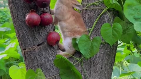 How a rabbit eats from a tree in the forest is a wonderful sight