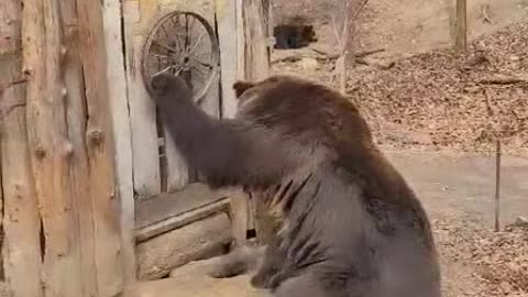 See cute bears at the zoo