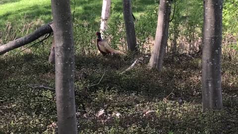 RARE Nordic Turkey Caught On Camera In Forest