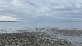 Seagulls at the beach