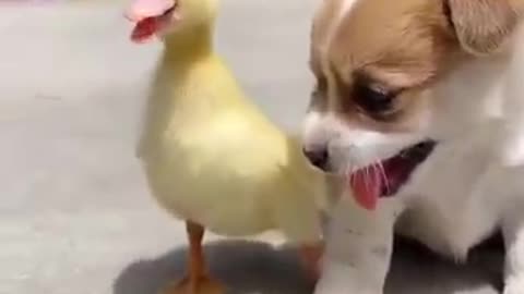 Funny Animal Videos - Super cute Puppy and baby Duck