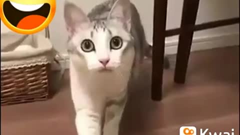 Gato manhoso