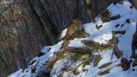 The Amur Leopard | Planet Earth | BBC Earth