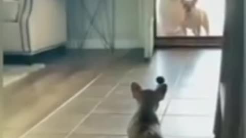 Funny video of 🤣😄cat and dog😂