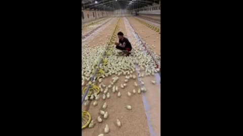 Thousands of chicks run to greet their caretaker