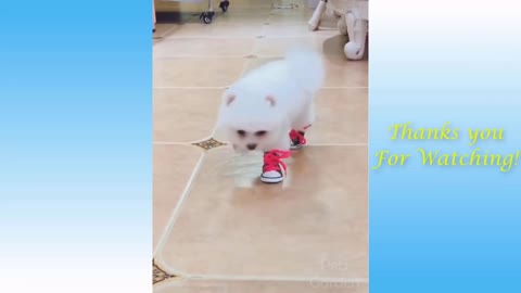 Cute cat Kitten Funny Musical video