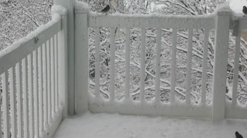 Birds eating on a snowy back deck.