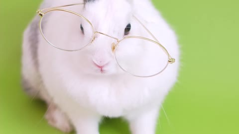 cute bunny