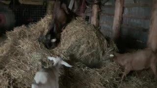 Kiko goats having fun!