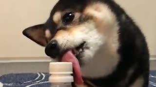 Bottle Top Loosened with Licks