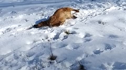 Dog Hilariously Body Slides Down Snowy Hill