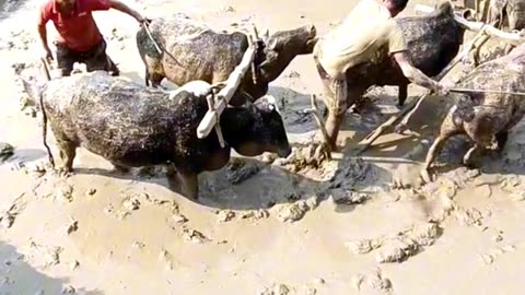 Nepali farmer ||village lifestyle in Nepal ||