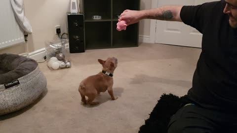 Frenchie puppy loves his new squeaky pig toy
