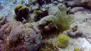 Bonaire is fantastic diving