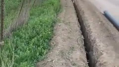 Sheep Gets Stuck, get help and Jumps Back In Ditch