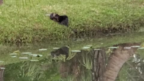 River Otter