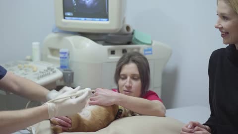The nurse holds the dog's paws while the doctor does the ultrasound