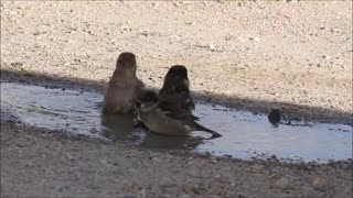 Bird Bath In Parking Lot Puddle