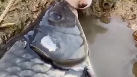Cute pet saves a fish