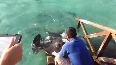 Stingray jumps onto ramp for food