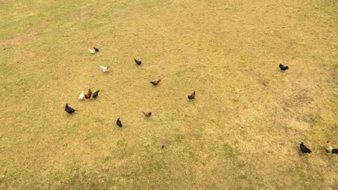 Chickens on the move