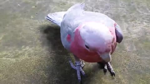 Viral Video: Parrot Shows Off Weightlifting Talent