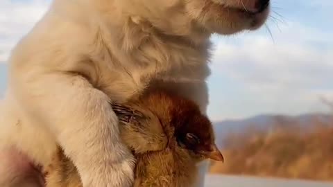 Friendship / puppy and chicken . A beautiful moment