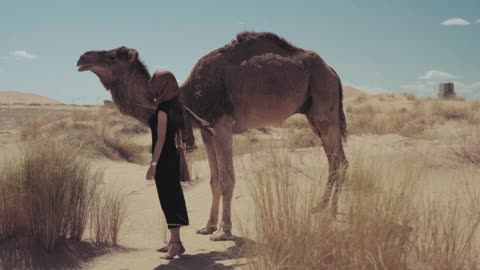 desert camel