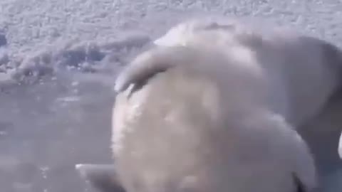 Chonky boi does a awoo | funny animals video