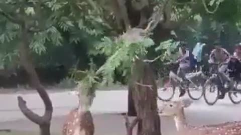 Monkey assisting deers to feed on tree leaves😊