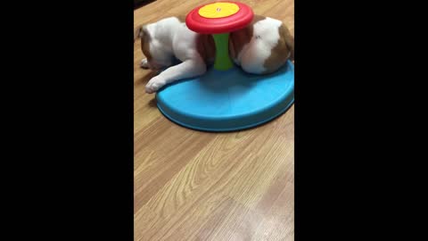 Bulldog Puppy Tries To Ride Baby's Sit 'N Spin
