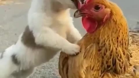 Chicken & Cute Dog Kids