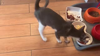 Kitten Goes Crazy Over Omelette