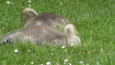 goose chick cute bird nature