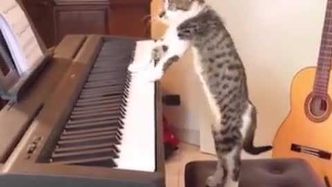 Cat playing the piano-