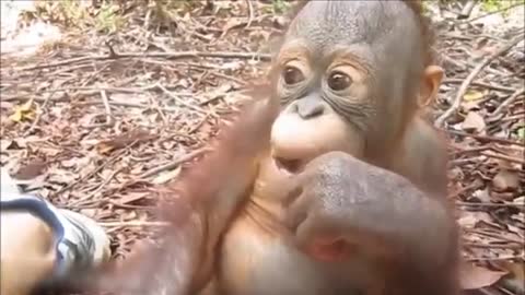 Baby Orangutan | Baby Orangutan Are Adorable - Cutest Compilation (2021) | Orangutan Family Moments