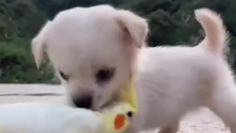 FUNNY DOG AND PARROT THEY LOOK SO CUTE TOGETHER
