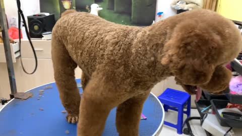 Cute puppy haircut in spa