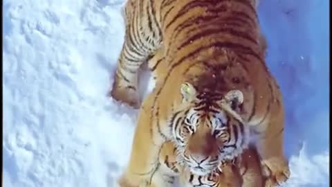 These two tigers are playing in the snow, but they seem to notice the camera overhead