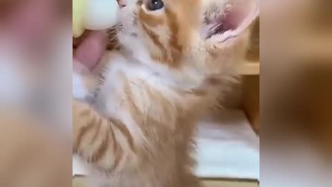 Funny Kittens