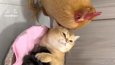 Hen's Surprise: Husband's Affair with Fatty Blundy Cat Who Wants to Be Mom"