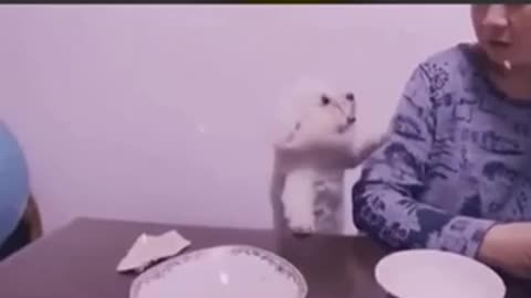 Little dog_so funny funny and cute🥰🤣🤣🤣🤣😍